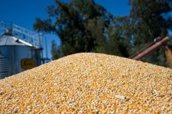 Las lluvias de febrero impulsan la recaudación por exportaciones de maíz