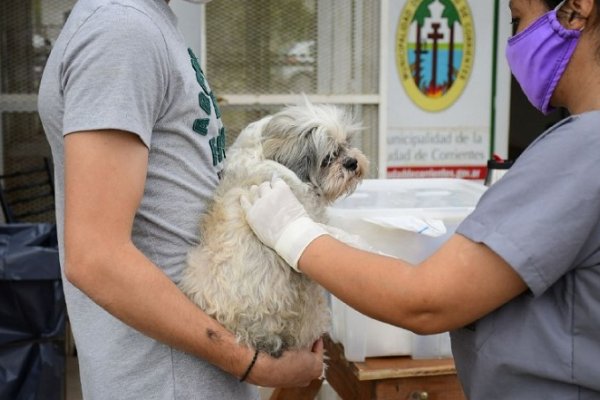 El programa Mascotas Saludables recorrerá doce barrios en el mes de abril