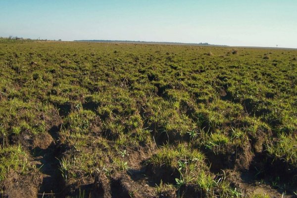 Investigó sobre los malezales de Corrientes para su tesis y recibió reconocimiento de regreso a su país