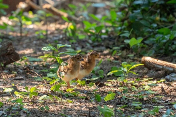 Nacieron tres pichones de muitú en el Parque Nacional Iberá, una especie extinguida hace 50 años