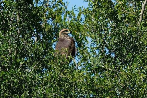 Ambiente liberó aves que provenían del tráfico de fauna