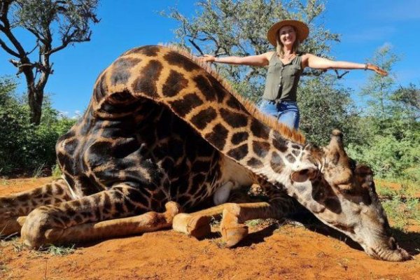 Una mujer mató una jirafa y posó con corazón del animal muerto para la foto