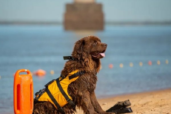 El perro Sam rescató a un nadador en Corrientes
