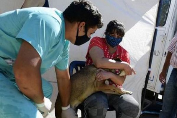 Se inició la temporada de Mascostas Saludables