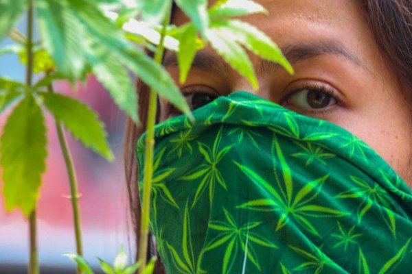 México cada vez más cerca de legalizar la marihuana recreativa