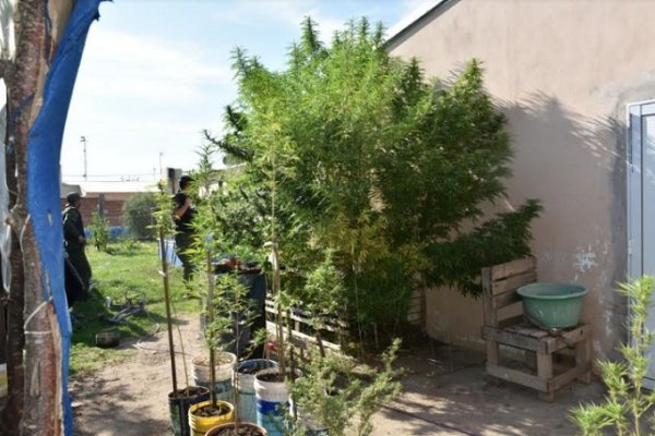 Decomisan plantas de marihuana y detienen a dos hombres en allanamiento