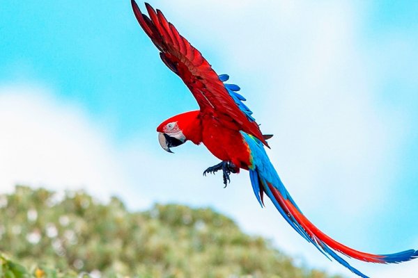 En Corrientes vuelan guacamayos rojos, una especie extinta hace más de 170 años