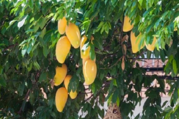 Con ayuda de la ciencia desarrollarán productos con frutos silvestres de la región