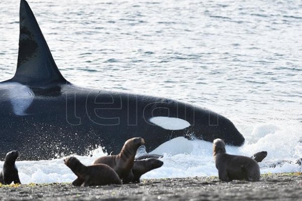 Comenzó la temporada de avistamiento de orcas en Península Valdés
