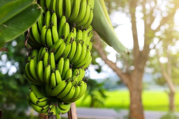 Con ayuda de la ciencia desarrollarán productos con frutos silvestres de la región