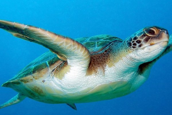 Al menos 19 personas murieron por comer carne de tortuga marina