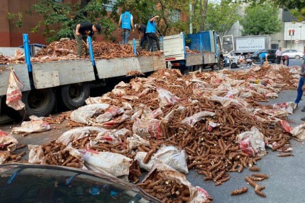 Hallaron más de 50 kilos de marihuana oculta en bolsas de mandioca