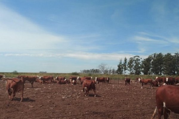 Con implantación de tecnología, empresas radicadas en Corrientes buscan ampliar la zona agrícola