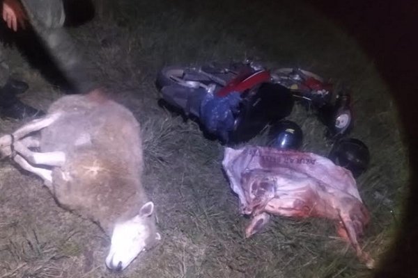 La Policía recuperó animales ovinos producto de un ilícito