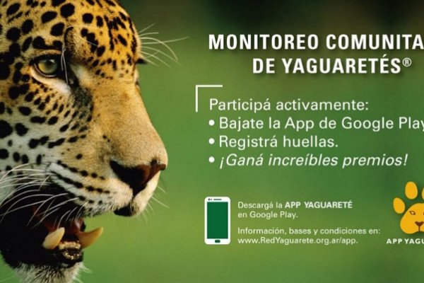 Lanza una APP de celulares para monitorear yaguaretés