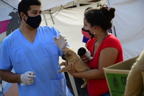 La próxima semana habrá dos operativos de Mascotas Saludables