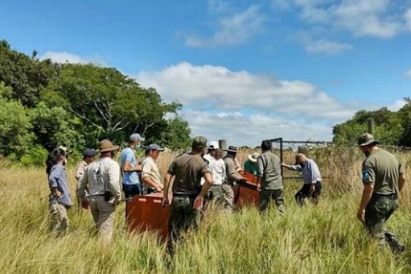 Liberan dos osos hormigueros gigantes en el Iberá