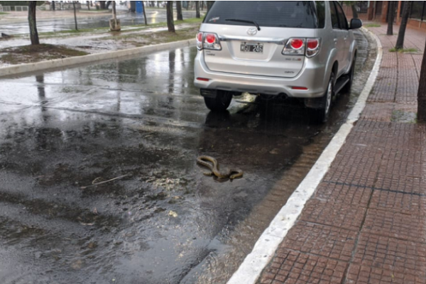 Sorprendente aparición de una yarará en Costanera General San Martín