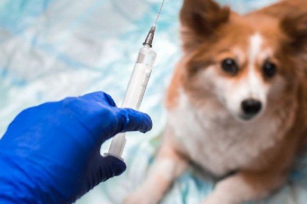 Aprobaron la primera vacuna contra el coronavirus para animales
