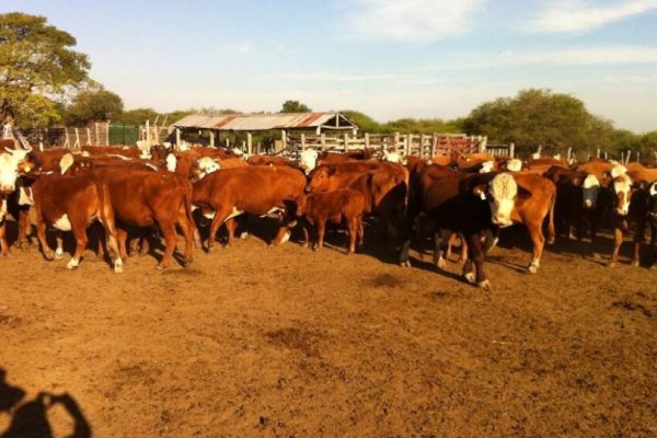 Investigan una estafa con 2.000 vacas en Corrientes