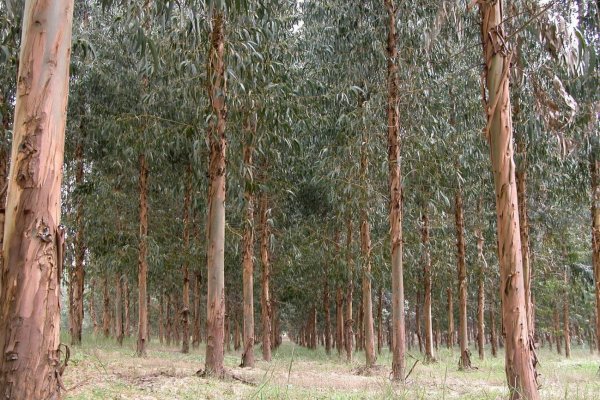 Un hombre murió aplastado por un árbol en San Miguel