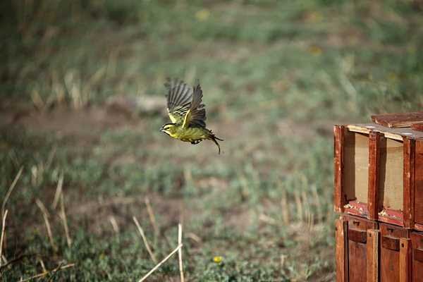 Liberaron cardenales amarillos rescatados del comercio ilegal de fauna