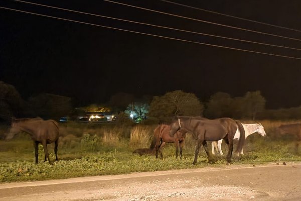 Denuncian presencia de caballos sueltos en el acceso a Paso de la Patria