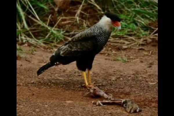 Corrientes: Apareció un carancho comiendo un brazo humano