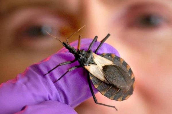 14 de abril: Día de la Enfermedad de Chagas