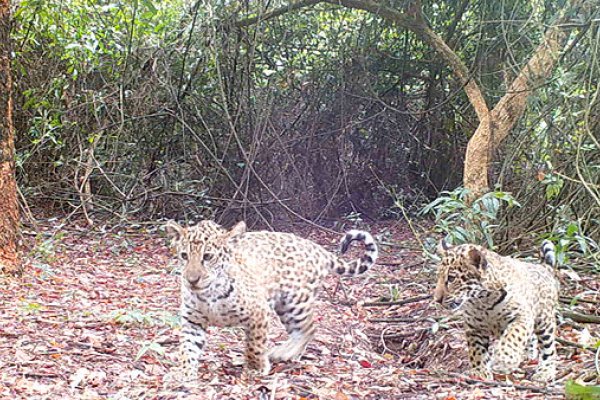 Liberaron a otros tres Yaguaretés en el Parque Nacional Iberá