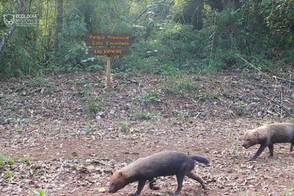 Por primera vez fotografían al extraño zorro Pitoco en Salto Encantado