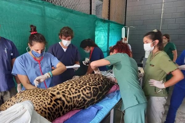 Desarrollan un protocolo actualizado para el manejo de fauna silvestre en el Centro de Conservación Aguará