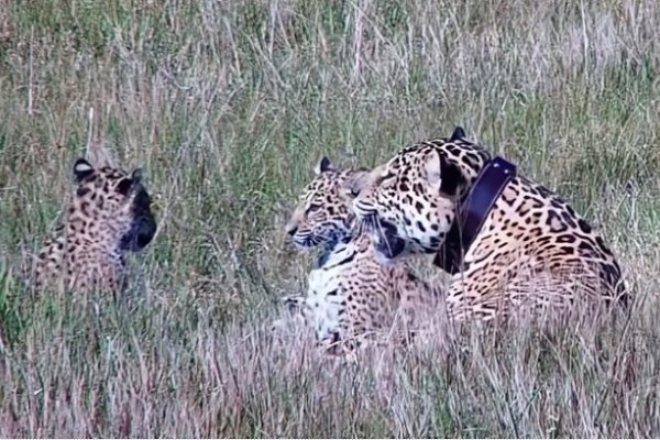 Con Suruna, Sagua’a y Sãso ya son seis los yaguaretés libres en el Iberá