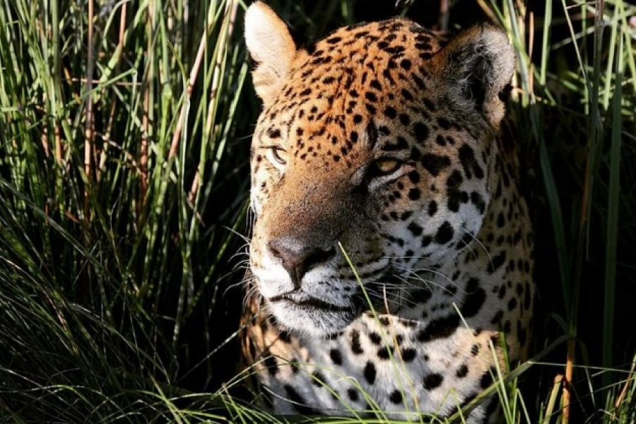 Falleció el primer yaguareté del proyecto para la reintroducción de su especie en el Iberá