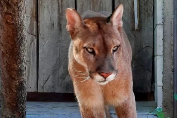 India, la puma longeva de Corrientes