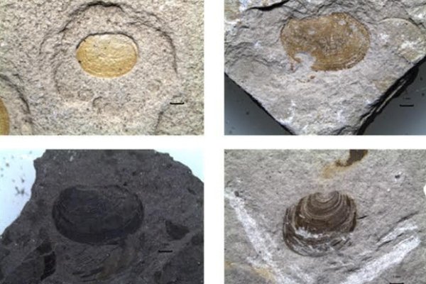 Aplican modernas técnicas para comprender la conservación de restos fósiles de interés paleoambiental
