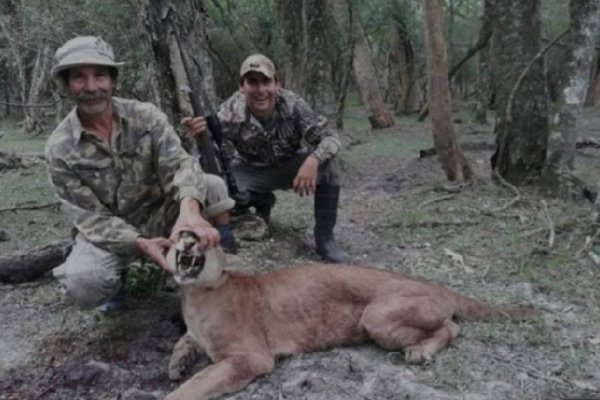 La Justicia imputó al cazador que mató un puma y tenía 9 ciervos en cautiverio