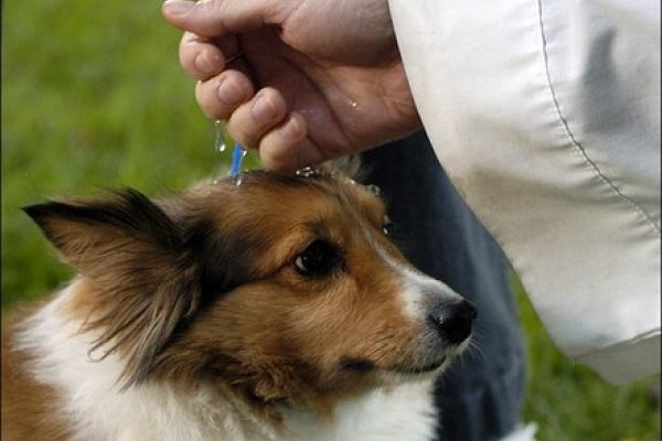 Bendecirán a las mascotas en el Día del Animal en la iglesia Cruz de los Milagros