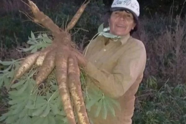 Corrientes: Una mujer cosechó una mandioca de más de un metro