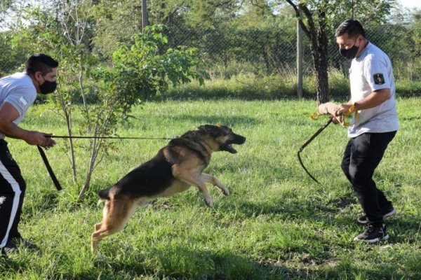 K-9: Así es el grupo especial de perros de la Policía de Corrientes