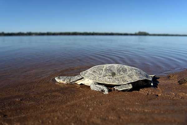 Liberaron a animales en un santuario natural