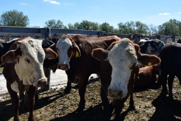 Con más de 1.000 cabezas, la Rural abre sus tranqueras al país