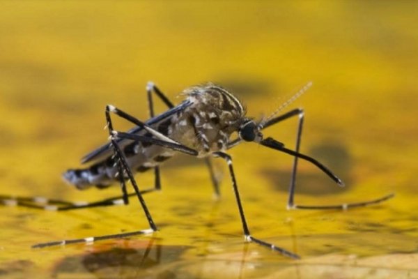 Refuerzan el monitoreo de fiebre amarilla en la frontera con Brasil