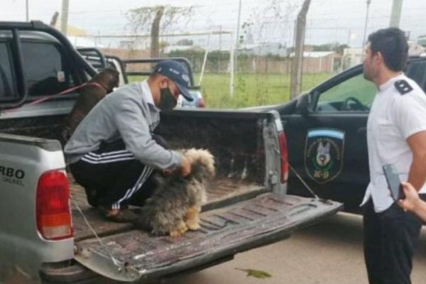 Rescataron 55 perros que vivían en condiciones nauseabundas en un criadero ilegal