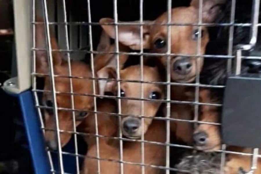 Piden ayuda para los perros rescatados del criadero clandestino