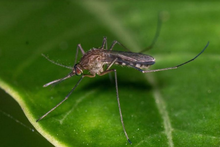 Actualizan clasificación para Argentina de un subgénero de mosquitos de relevancia sanitaria