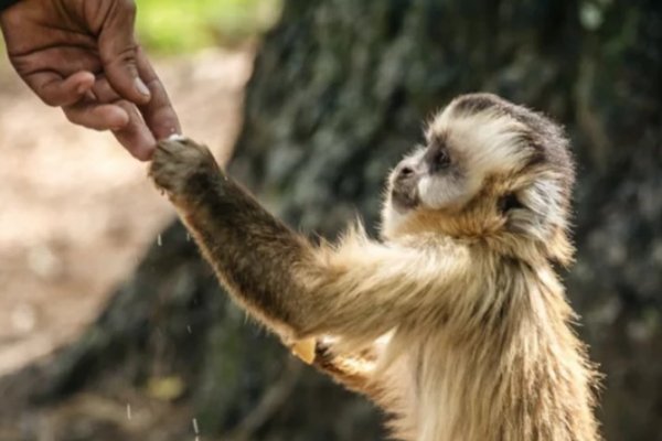 Buscan declarar a los monos carayá como monumento natural de la provincia