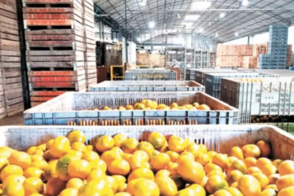 Preocupación de exportadores de citrus ante un pedido de aumento salarial superior al 100%