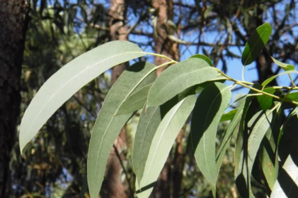 Furor por el eucalipto: Usan sus hojas para aliviar el covid