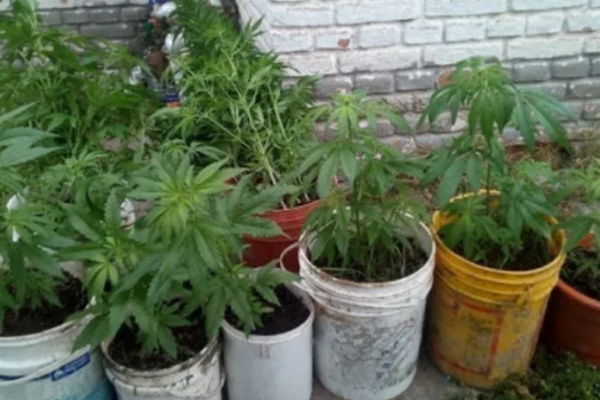 Investigaban un robo y hallaron 12 plantas de marihuana en un allanamiento